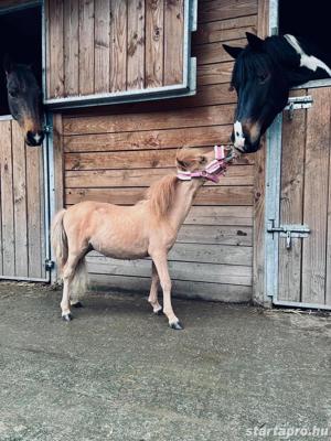 Eredeti falabella miniló eladó! - kép 2