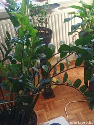 AGGLEGÉNY PÁLMA ZAMIOCULCAS ZAMIOFOLIA 25000ft óbuda Rendkívül igénytelen, dekoratív szobanövény, sz - kép 4