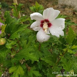 Előnevelt Szíriai Hibiszkusz cserjék eladók - kép 5