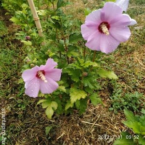 Előnevelt Szíriai Hibiszkusz cserjék eladók - kép 2