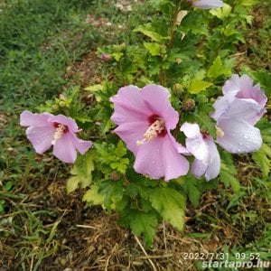 Előnevelt Szíriai Hibiszkusz cserjék eladók - kép 3