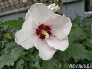 Előnevelt Szíriai Hibiszkusz cserjék eladók - kép 8