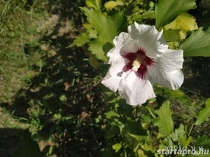 Előnevelt Szíriai Hibiszkusz cserjék eladók - kép 11