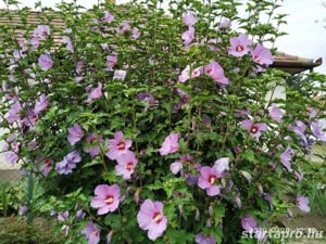 Előnevelt Szíriai Hibiszkusz cserjék eladók - kép 12