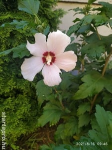 Előnevelt Szíriai Hibiszkusz cserjék eladók - kép 9