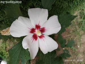 Előnevelt Szíriai Hibiszkusz cserjék eladók - kép 7