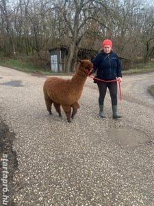 Csokigolyó meseszép alpaka gazdit keres! - kép 4