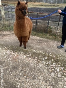 Csokigolyó meseszép alpaka gazdit keres! - kép 6