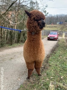 Csokigolyó meseszép alpaka gazdit keres! - kép 7