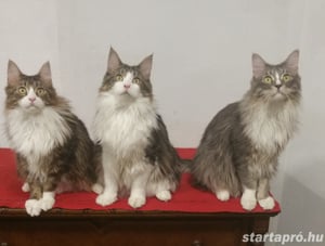 Eladó Maine Coon macska