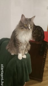 Eladó Maine Coon macska - kép 2