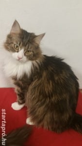 Eladó Maine Coon macska - kép 3