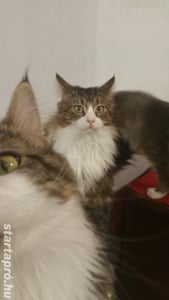 Eladó Maine Coon macska - kép 4