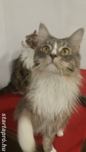 Eladó Maine Coon macska - kép 5