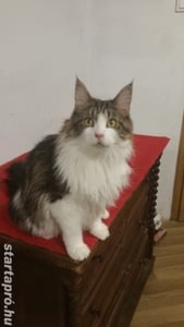 Eladó Maine Coon macska - kép 8