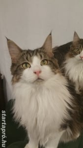 Eladó Maine Coon macska - kép 9