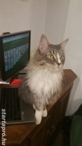 Eladó Maine Coon macska - kép 10