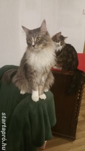 Eladó Maine Coon macska - kép 11