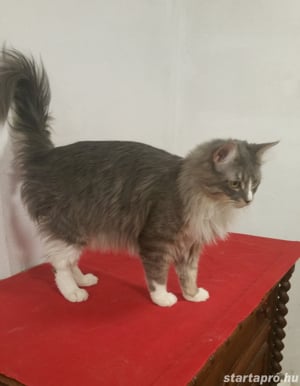 Eladó Maine Coon macska - kép 13