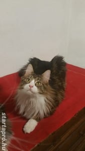 Eladó Maine Coon macska - kép 14