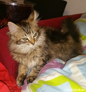 Eladó Maine Coon macska - kép 15