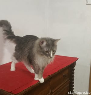 Eladó Maine Coon macska - kép 16