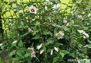 Előnevelt Szíriai Hibiszkusz cserjék eladók - kép 13