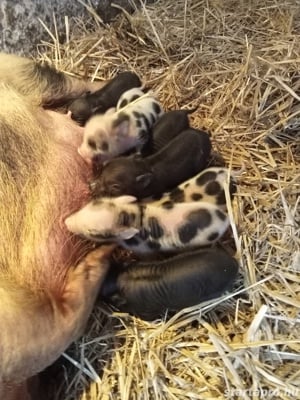 Minnesotai törpe malacok előjegyezhetőek!! - kép 4