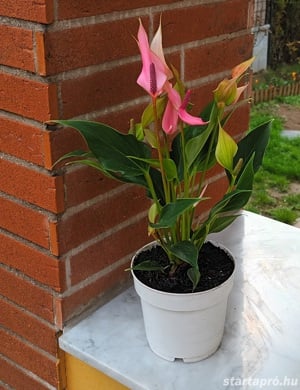 A flamingóvirág (Anthurium) nagyon kedvelt virágzó szobanövény - kép 4