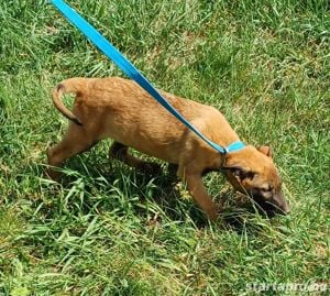 Malinois jellegű kiskutyák szerető gazdit keresnek  - kép 4