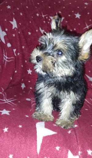 Yorkshire terrier kiskutya szerető gazdit keres