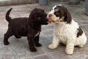 Lagotto kiskutyák