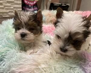 Gyönyörű szép BIEWER Yorkshire Terrier kiskutyák - kép 3