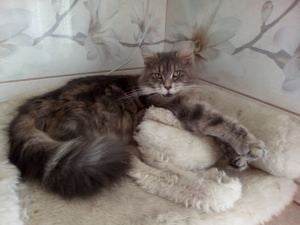 Maine Coon kiscicák - kép 9