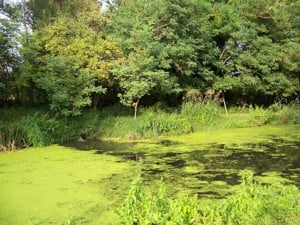 Vilonyán a Balatontól 10 km-re üzleti célra kialakitott birtok eladó - kép 7