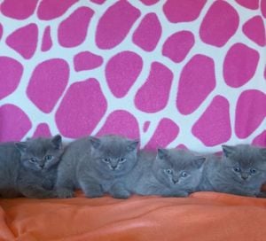 Brit kék rövid szörű gyönyörű kiscicák szerető gazdikat keresnek!