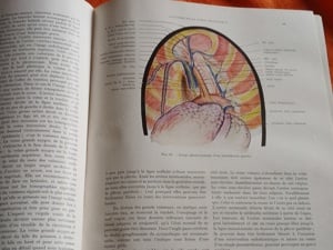 Les Fondements Anatomo-radiologiques de L'Investigation Pulmonaire (A tüdő anatómiai vizsgálata - fr - kép 4