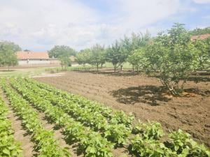 Bácsborsód, 2+fél szobás családi ház nagy kerttel eladó! - kép 12