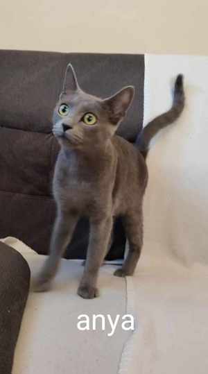 Maine coon keverék kiscicák eladók - kép 9