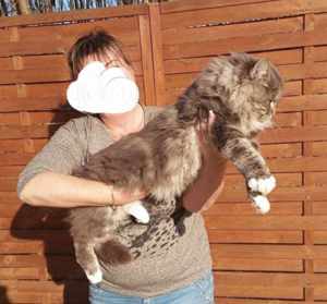 Maine coon keverék kiscicák eladók - kép 7