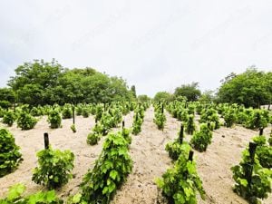 Kiskunhalas külterületén tanya és szőlő eladó! - kép 16