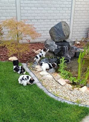 Biewer Yorkshire Terrier fajtatiszta, törzskönyves eladó - kép 3