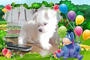 Fehér Mini Bichon Havanese - kép 3