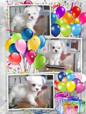 Fehér Mini Bichon Havanese - kép 2