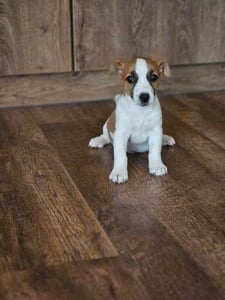 Jack Russell (Russel) terrier fiú kölykök!  - kép 4