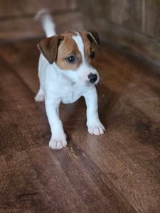 Jack Russell (Russel) terrier fiú kölykök!  - kép 3