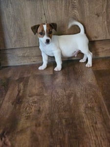 Jack Russell (Russel) terrier fiú kölykök!  - kép 5