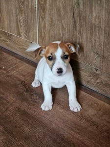 Jack Russell (Russel) terrier fiú kölykök!  - kép 2