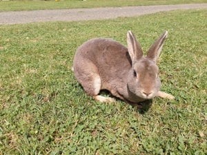 Törpe rex nyuszicsalád eladó - kép 4