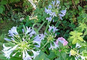 Szerelemvirág (Agapanthus)